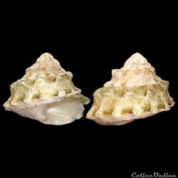 Turbinidae - Lithopoma tuber (Linné, 1758)