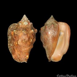 Strombidae - Persististrombus latus (Gmelin, 1791)