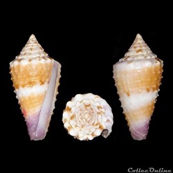 Lividoconus floridulus (Adams & Reeve, 1848)