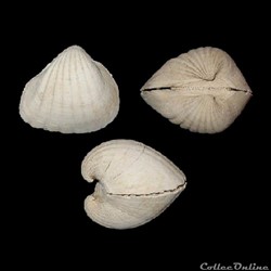 Arcidae - Senilia senilis (Linné, 1758)