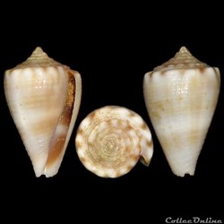 Conidae - Monteiroconus mus (Hwass in Bruguière, 1792)