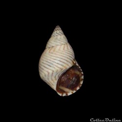 Littorinidae - Echinolittorina ziczac (Gmelin, 1791)