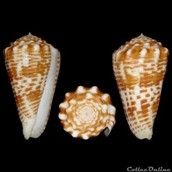Asprella sulcocastanea (Kosuge, 1981)