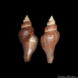 Melongenidae - Pugilina morio (Linné, 1758)