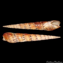 Terebridae - Oxymeris senegalensis (Lamarck, 1822)