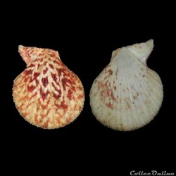 Pectinidae - Caribachlamys ornata (Lamarck, 1819)