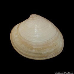 Veneridae - Pitar virgo (Gray, 1838)