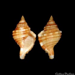 Cymatiidae - Monoplex aquatilis (Reeve, 1844)