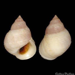 Littorinidae - Littoraria nebulosa (Lamarck, 1822)