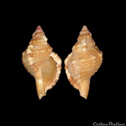 Cymatiidae - Monoplex aquatilis (Reeve, 1844)