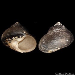 Tegulidae - Cittarium pica (Linné, 1758)