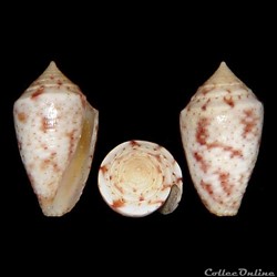 Ximeniconus (Perplexiconus) puncticulatus puncticulatus (Hwass in Bruguière, 1792)