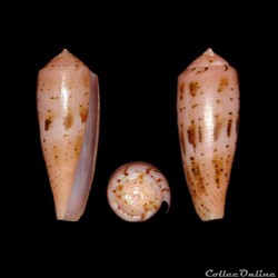 Kioconus (Isoconus) viola (Cernohorsky, 1977)