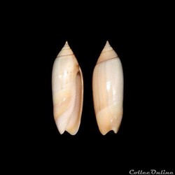 Olividae - Agaronia biraghii (Bernard & Nicolay, 1984)