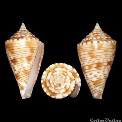 Boucheticonus spirofilis (Habe & Kosuge, 1970)