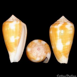 Pionoconus robini (Limpalaër & Monnier, 2012)