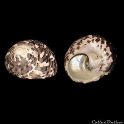 Tegulidae - Cittarium pica (Linné, 1758)