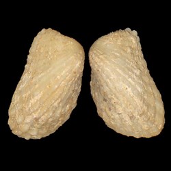 Carditidae - Cardita calyculata (Linné, 1758)