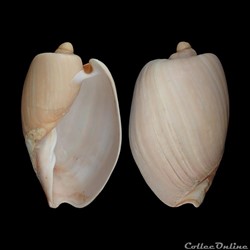 Volutidae - Cymbium olla (Linné, 1758)
