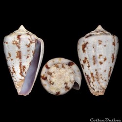 Floraconus ardisiaceus (Kiener, 1850)