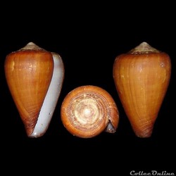 Lautoconus (Africonus) josephinae (Rolán, 1980)