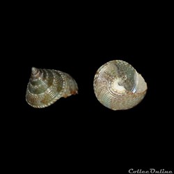 Calliostomatidae - Calliostoma virescens (Coen, 1933)