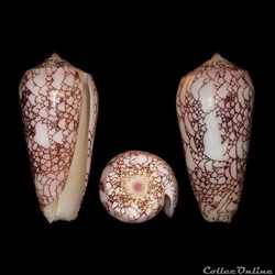 Darioconus omaria f. convolutus (Sowerby II, 1858)