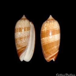 Olividae - Oliva bifasciata (Kuster, 1878)