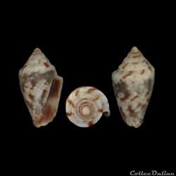 Lilliconus omanensis (Moolenbeek & Coomans, 1993)