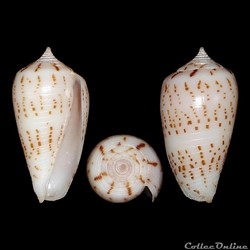 Phasmoconus (Phasmoconus) andamanensis (Smith, 1879)