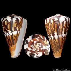 Rhizoconus sumatrensis (Hwass in Bruguière, 1792)