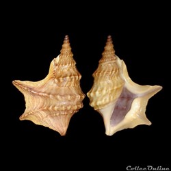 Aporrhaidae - Aporrhais pespelecani (Linné, 1758)