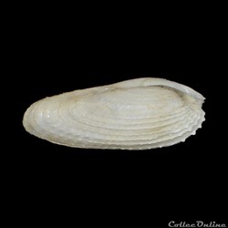 Pholadidae - Barnea candida (Linné, 1758)