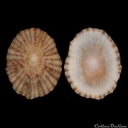 Lottiidae - Lottia antillarum (Sowerby I, 1831)
