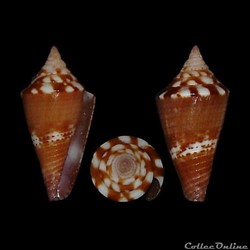 Conasprella articulata (Sowerby III, 1873)