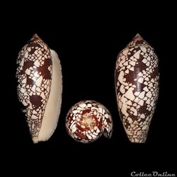 Darioconus aulicus (Linné 1758)