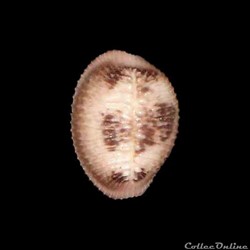 Triviidae - Pusula pediculus (Linné, 1758)