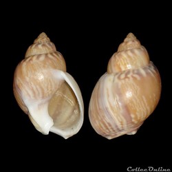 Nassariidae - Tritia mutabilis (Linné, 1758)