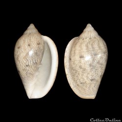 Marginellidae - Marginella helmatina (Rang, 1832)