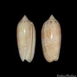 Olividae - Americoliva reticularis (Lamarck, 1811)
