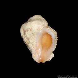 Coralliophilidae - Coralliophila galea (Dillwyn, 1823)