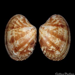 Veneridae - Polititapes aureus (Gmelin, 1791)
