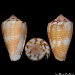Pionoconus metcalfii (Reeve, 1843)