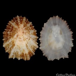 Patellidae - Patella aspera (Röding, 1798)