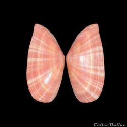 Tellinidae - Moerella pulchella (Lamarck, 1818)
