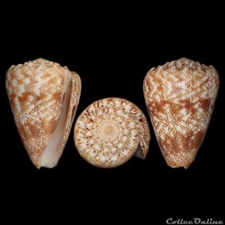Puncticulis aequipunctatus (Dautzenberg, 1937)
