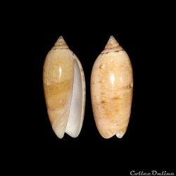 Olividae - Oliva flammulata flammulata (Lamarck, 1811)