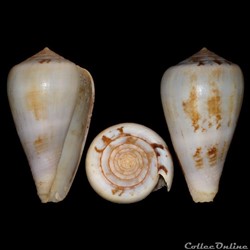 Chelyconus ermineus ermineus (Born, 1778)
