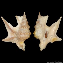 Aporrhaidae - Aporrhais pespelecani (Linné, 1758)
