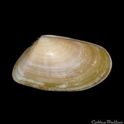 Donacidae - Donax trunculus (Linné, 1758)